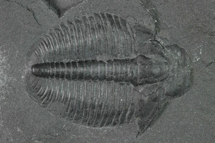 Elrathia Trilobite Molt Fossil - House Range - Utah #139584